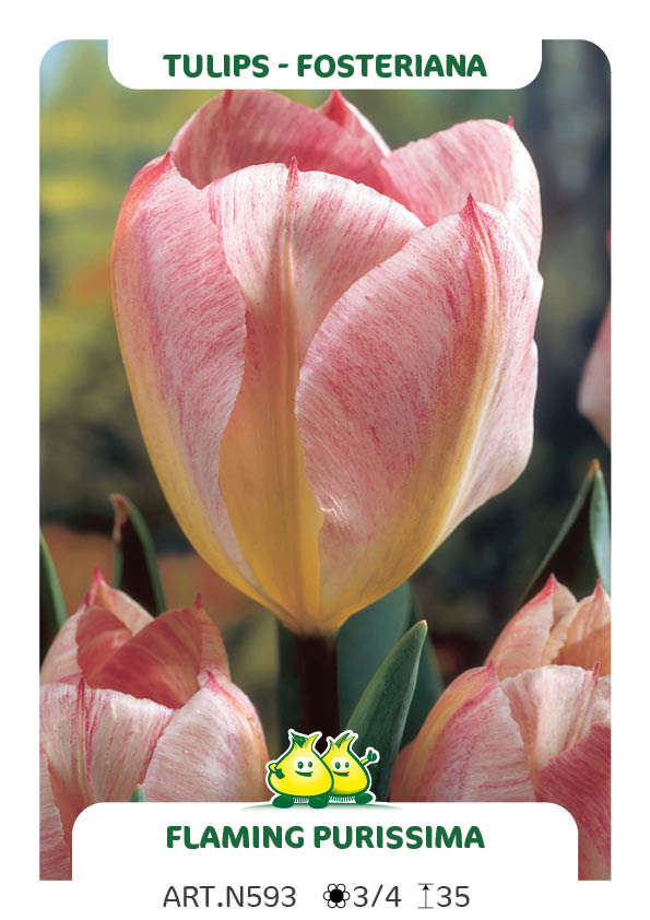 Tulpen Flaming Purissima