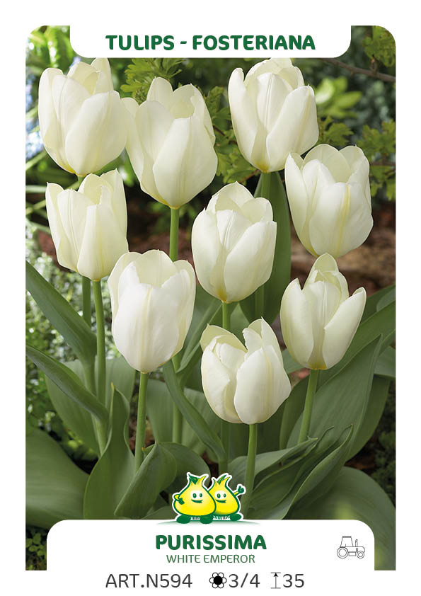 Tulpen Purissima