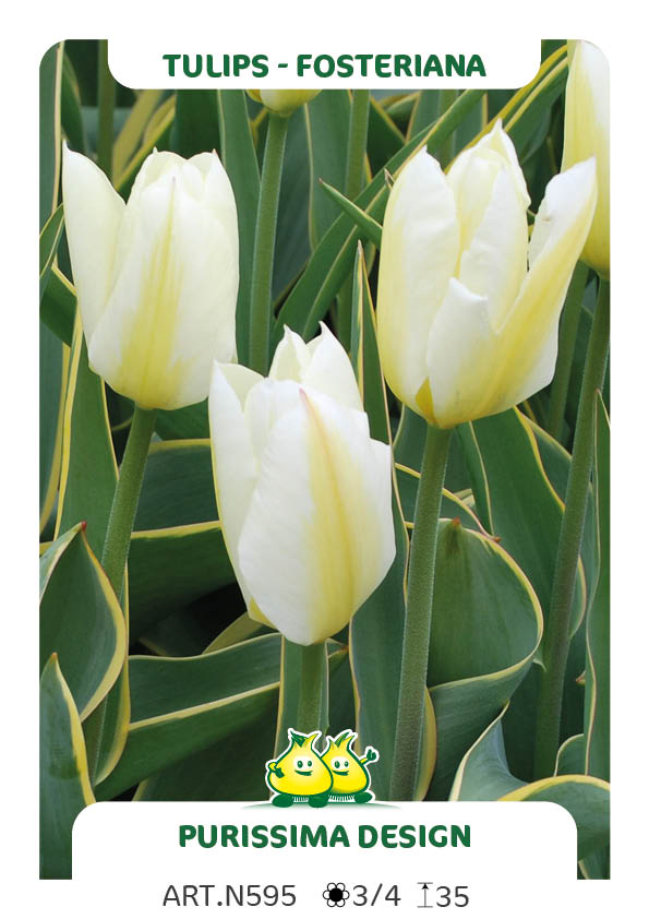 Tulpen Purissima Design