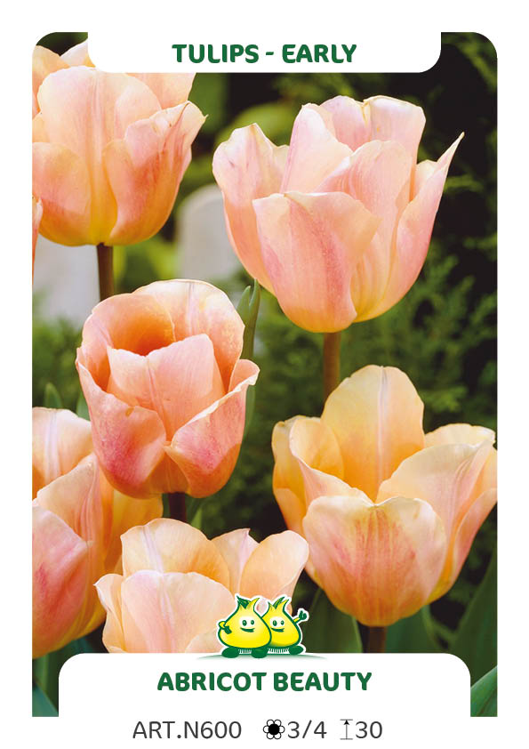 Tulp Abricot Beauty