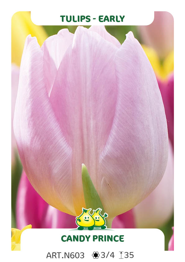Tulp Candy Prince