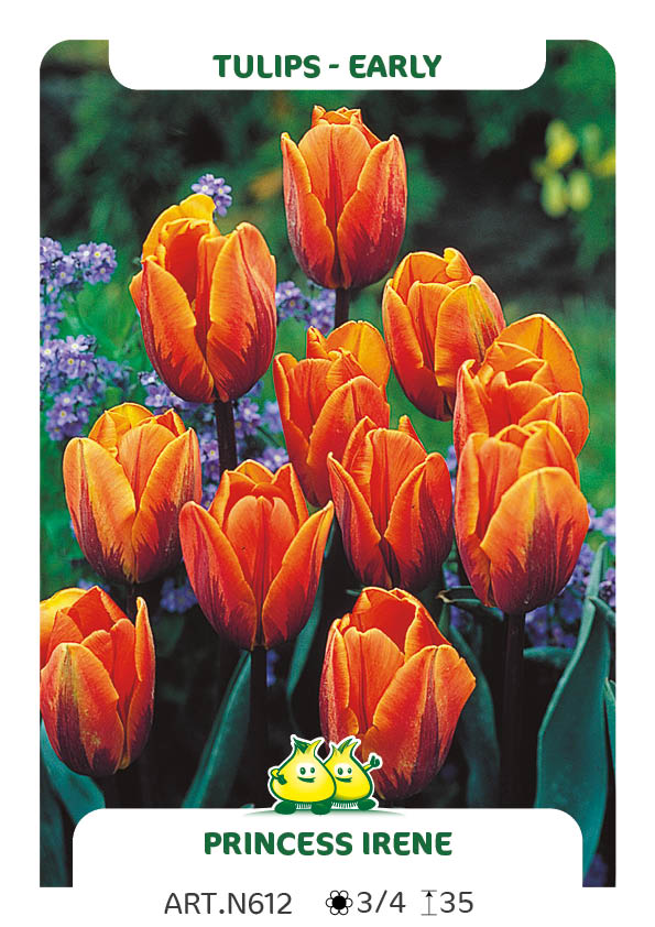 Tulp Princess Irène