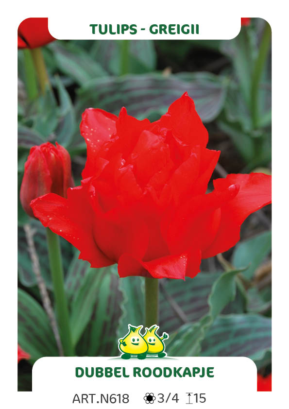 Tulp Dubbel Roodkapje