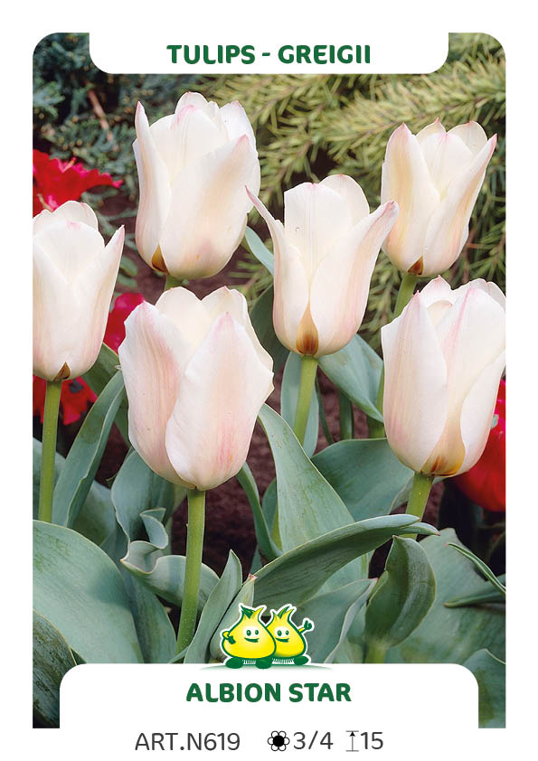 Tulp Albion Star