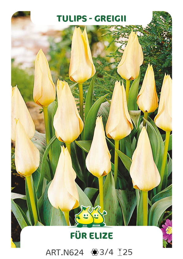 Tulp Für Elize