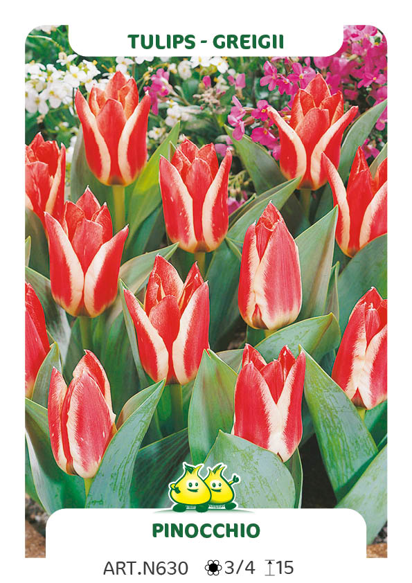 Tulp Pinocchio
