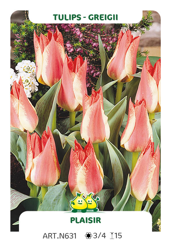 Tulp Plaisir
