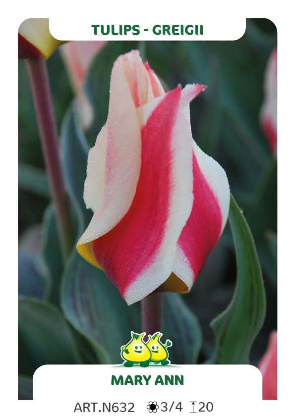 Tulp Marie Ann