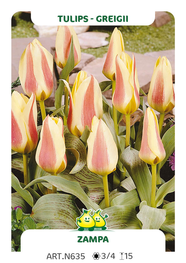 Tulp Zampa