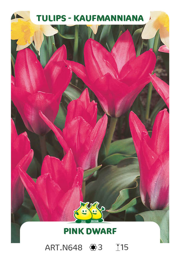 Tulp Pink Dwarf