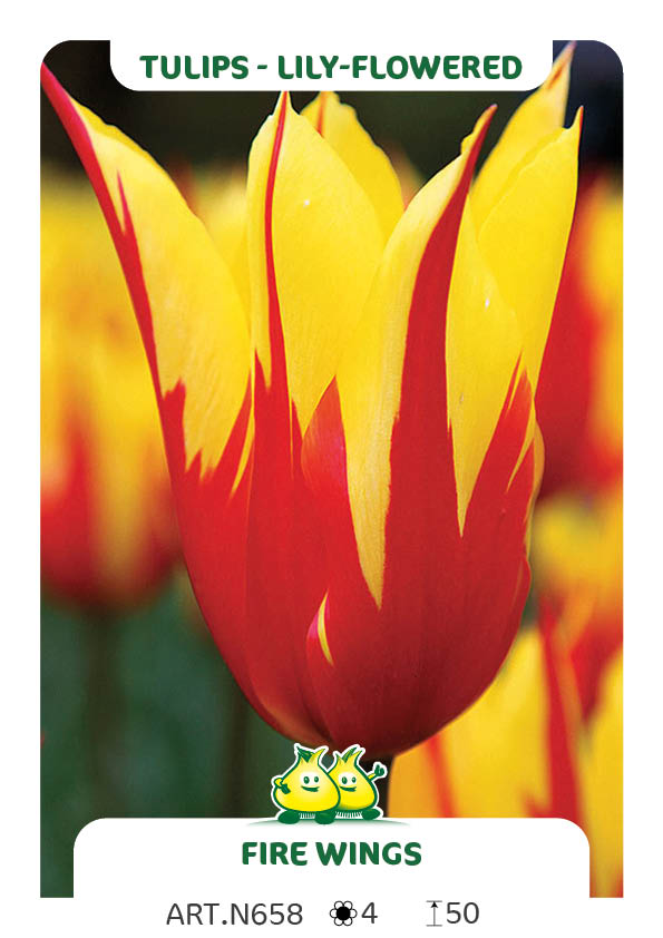 Tulp Fire Wings