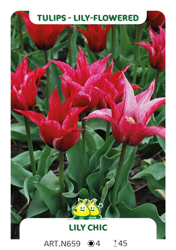 Tulp Lilychic