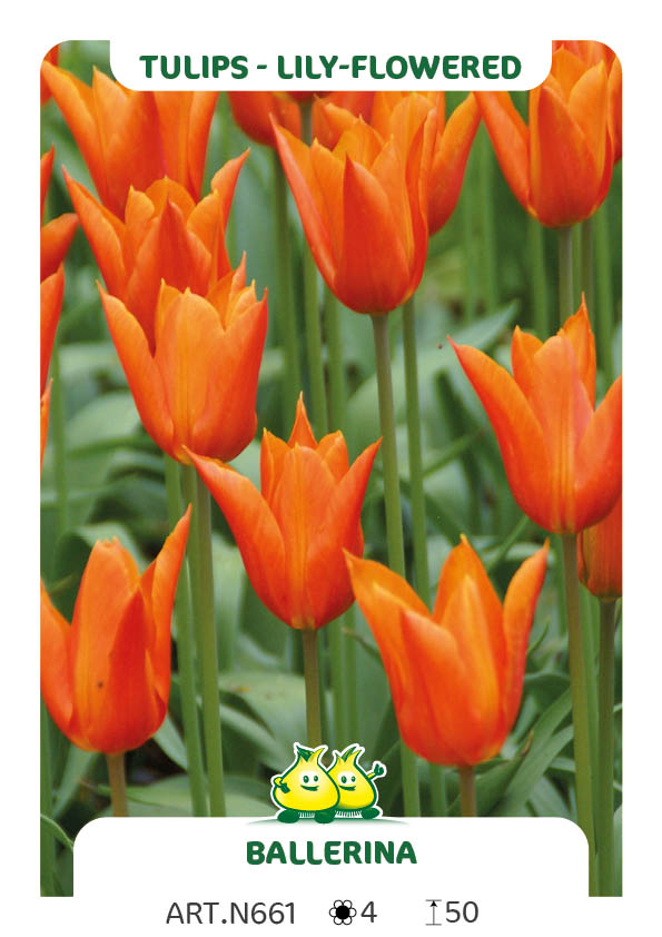 Tulp Ballerina