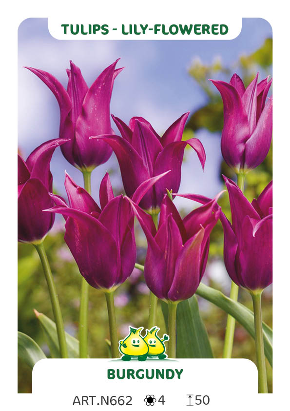 Tulp Burgundy