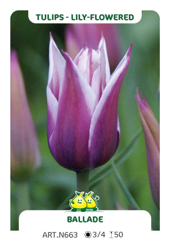 Tulp Ballade