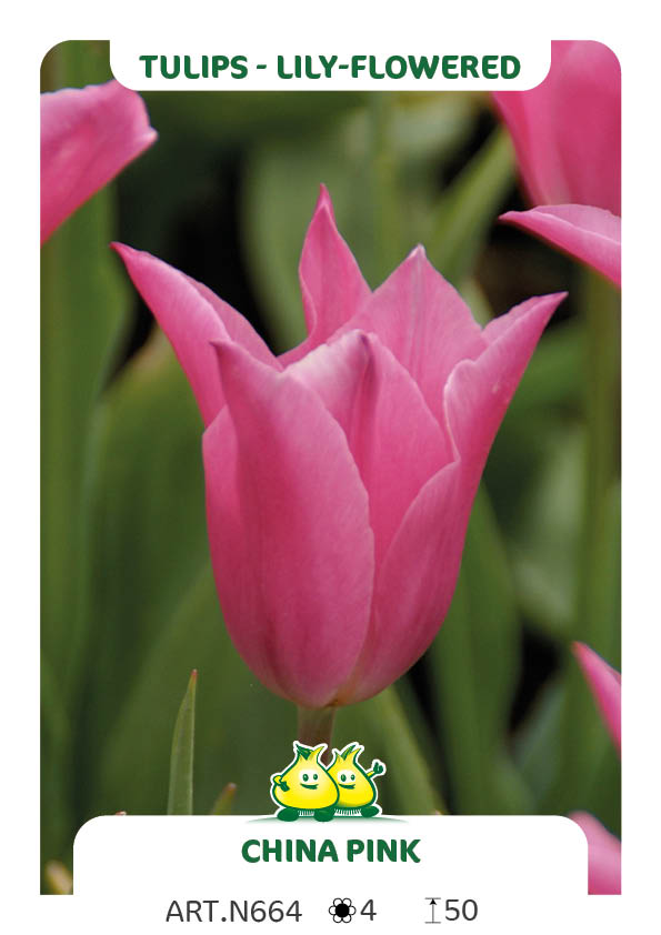 Tulp China Pink