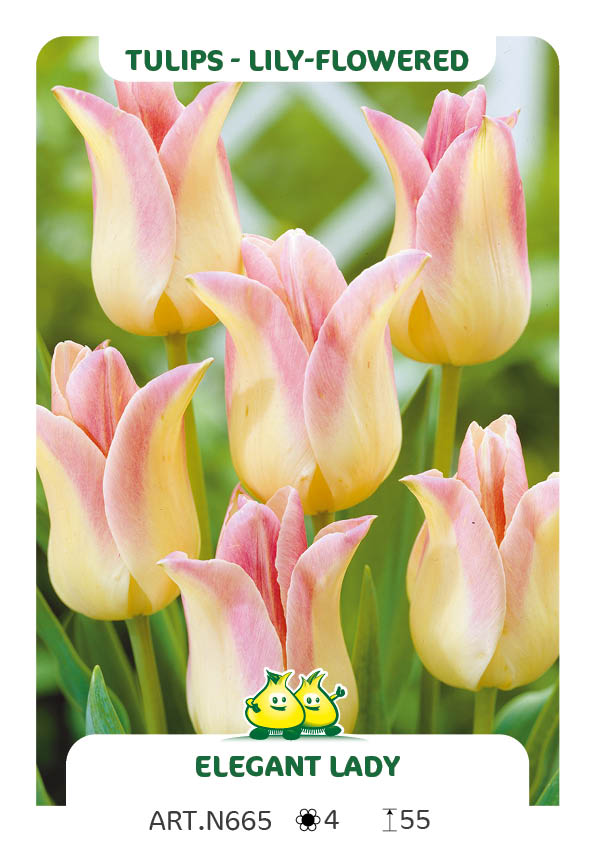 Tulp Elegant Lady