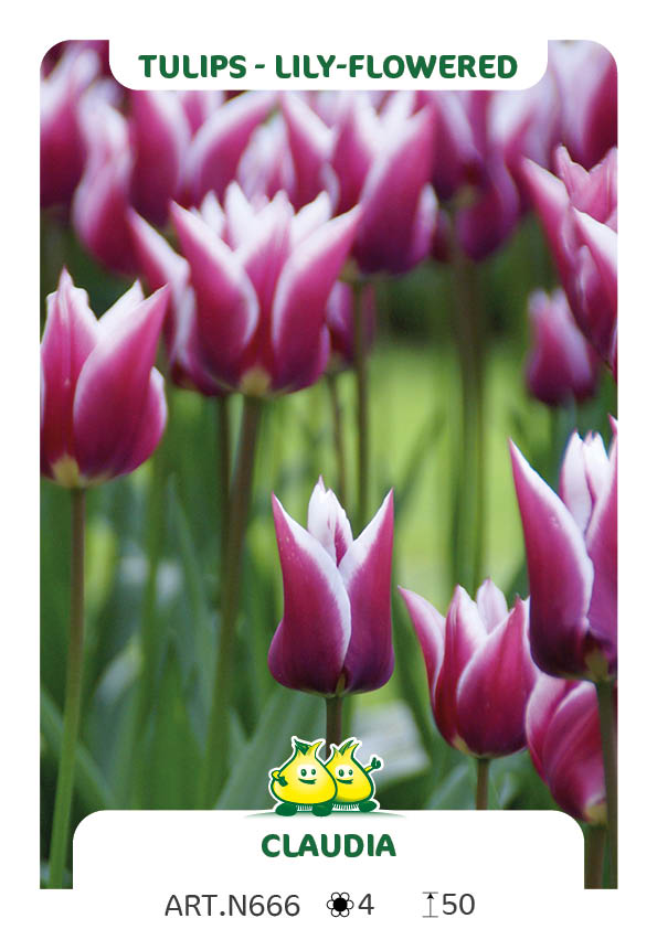 Tulp Claudia