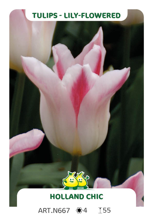 Tulp Holland Chic