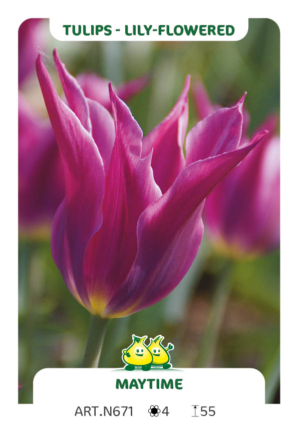 Tulp Maytime