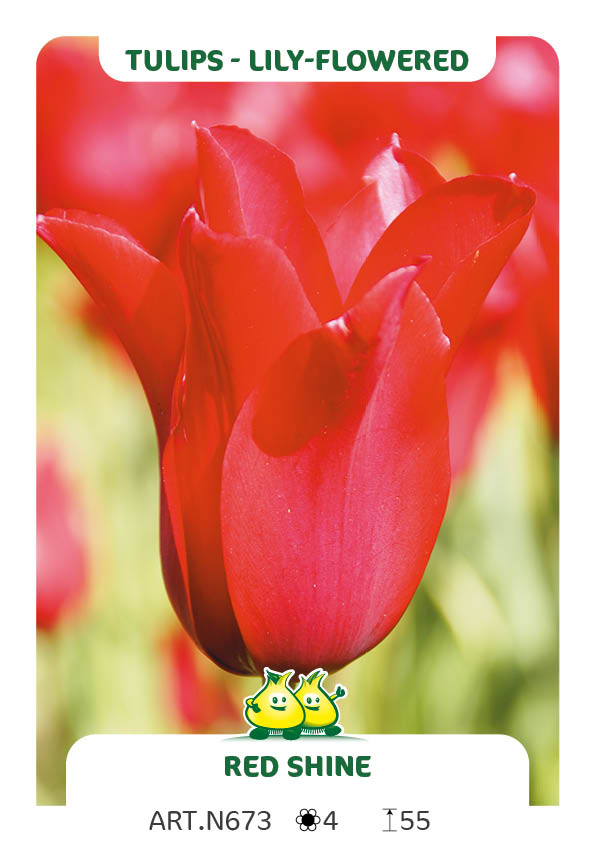 Tulp Red Shine