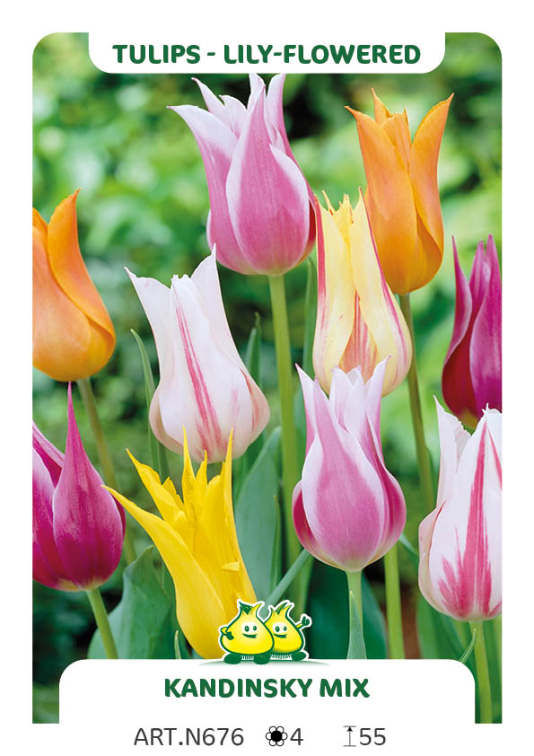 Tulp Leliebloemig Mix