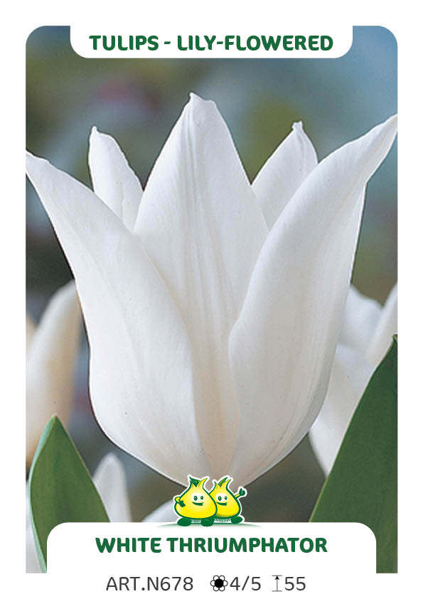 Tulp White Triumphator