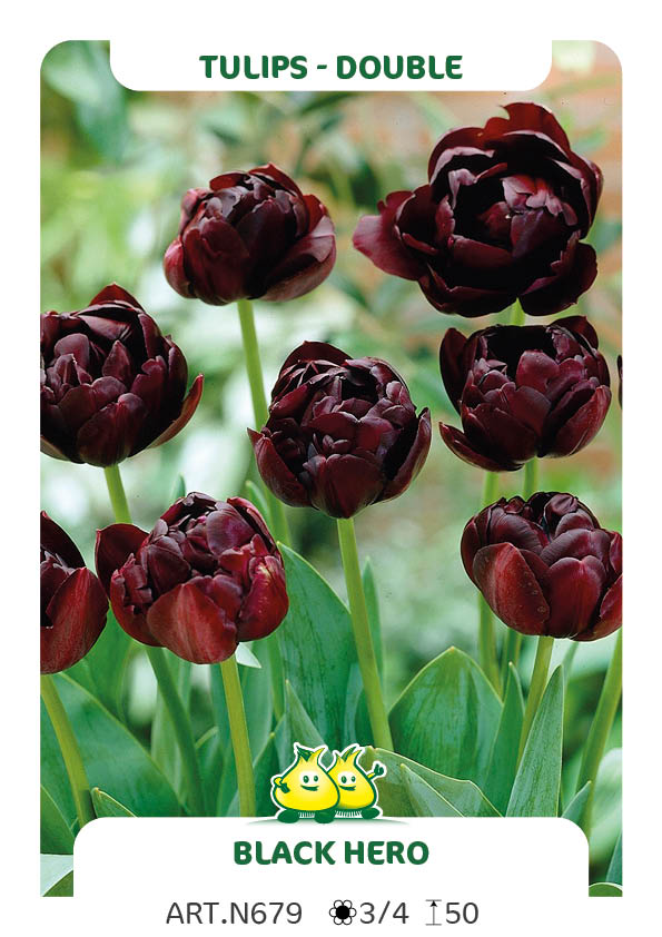 Tulp Black Hero