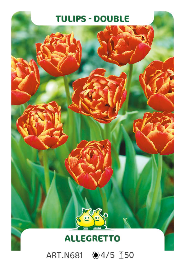Tulp Allegreto