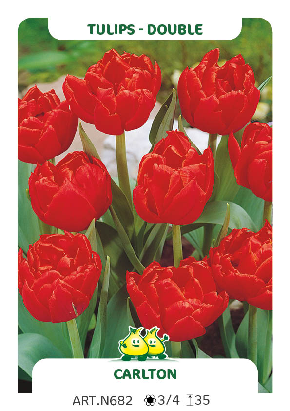 Tulp Carlton