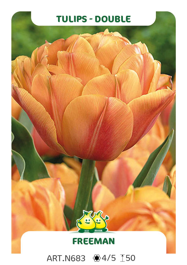 Tulp Freeman