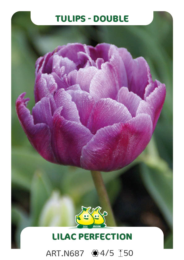Tulp Lilac Perfection