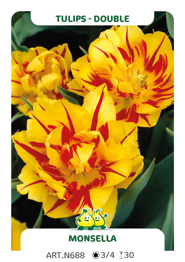 Tulp Monsella