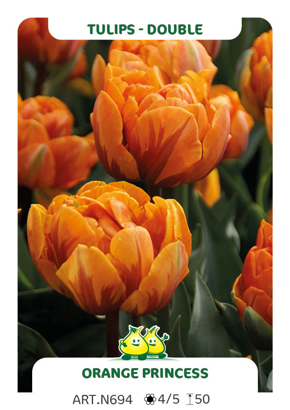 Tulp Oranje Princess