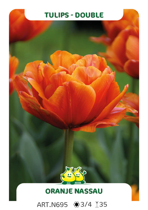Tulp Oranje Nassau