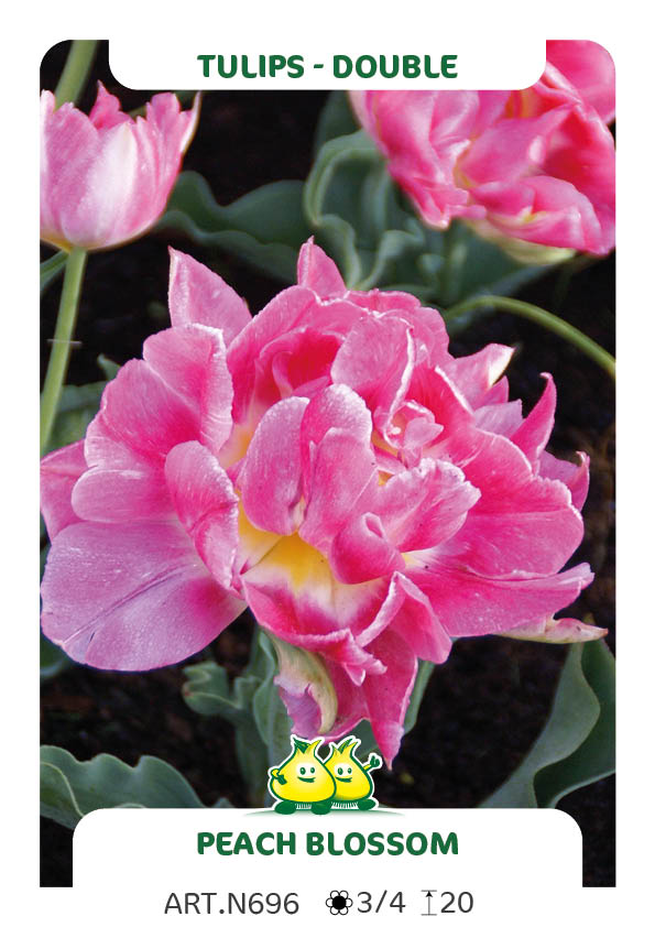 Tulp Peach Blossem