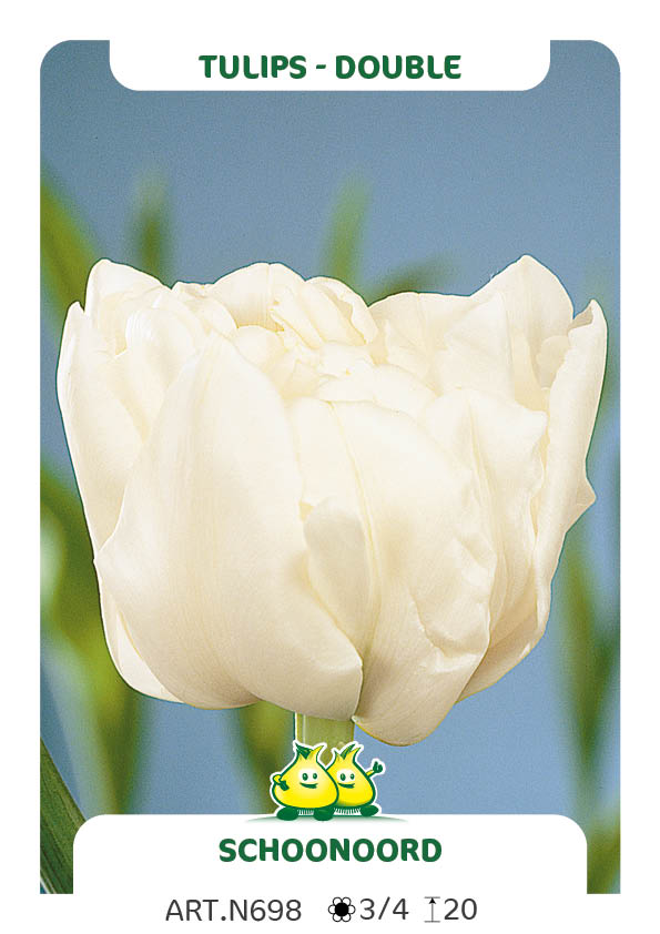 Tulp Schoonoord