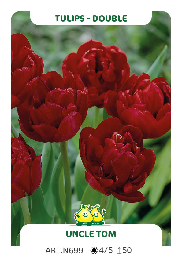 Tulp Uncle Tom