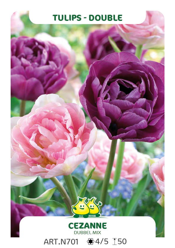 Tulp Dubbel Mix Angelique - Lilac Perfection