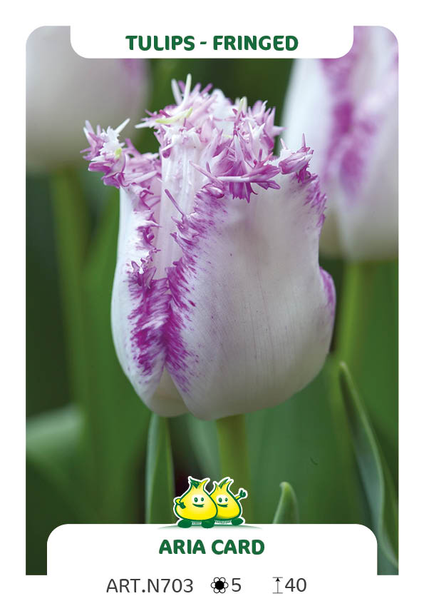 Tulp Aria Card