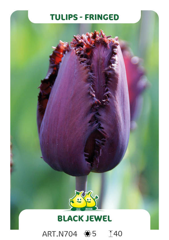 Tulp Black Jewel