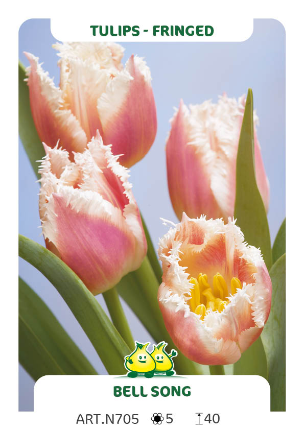 Tulp Bell Song