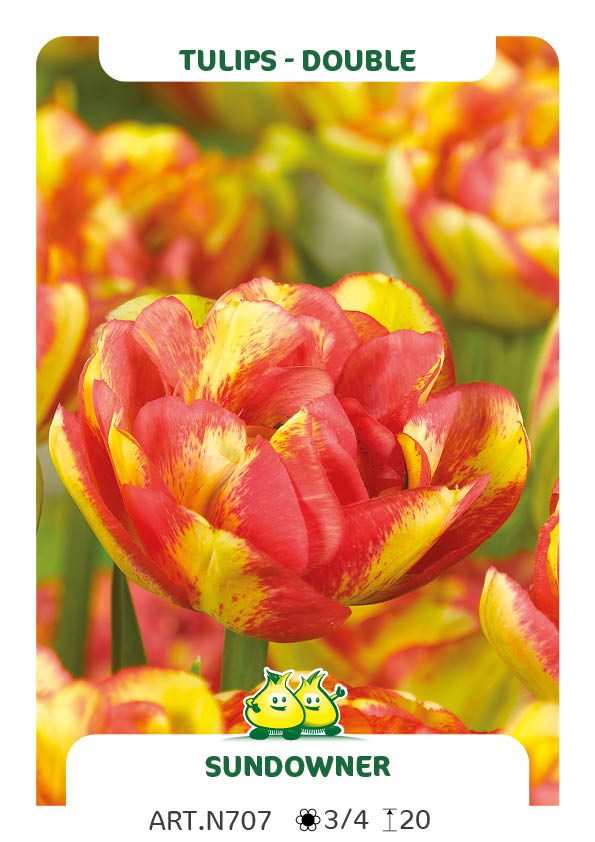 Tulp Sundowner