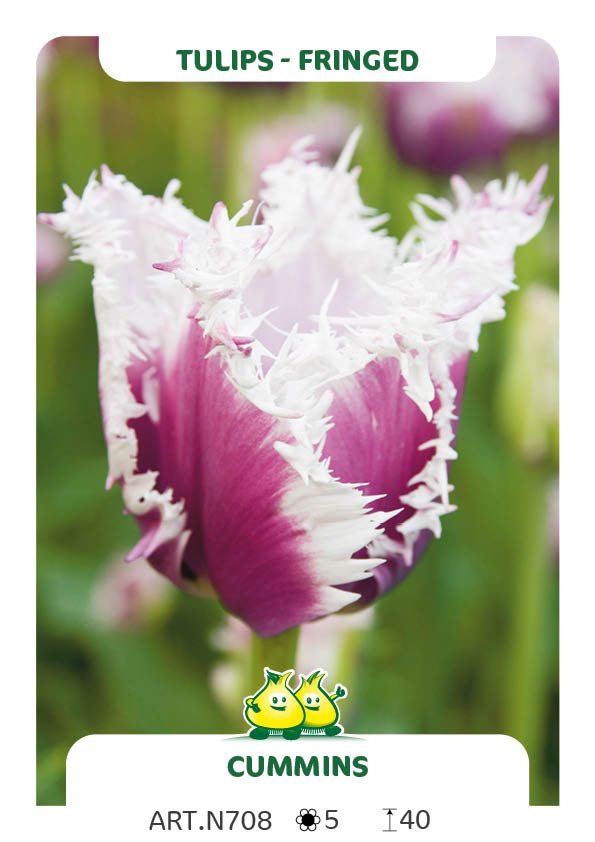 Tulp Cummins