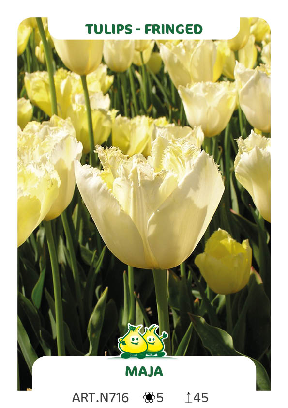 Tulp Maja