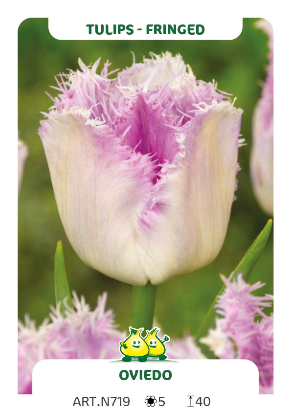 Tulp Oviedo