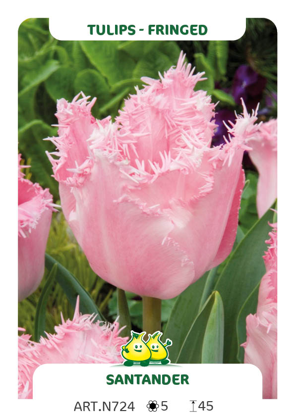 Tulp Santander