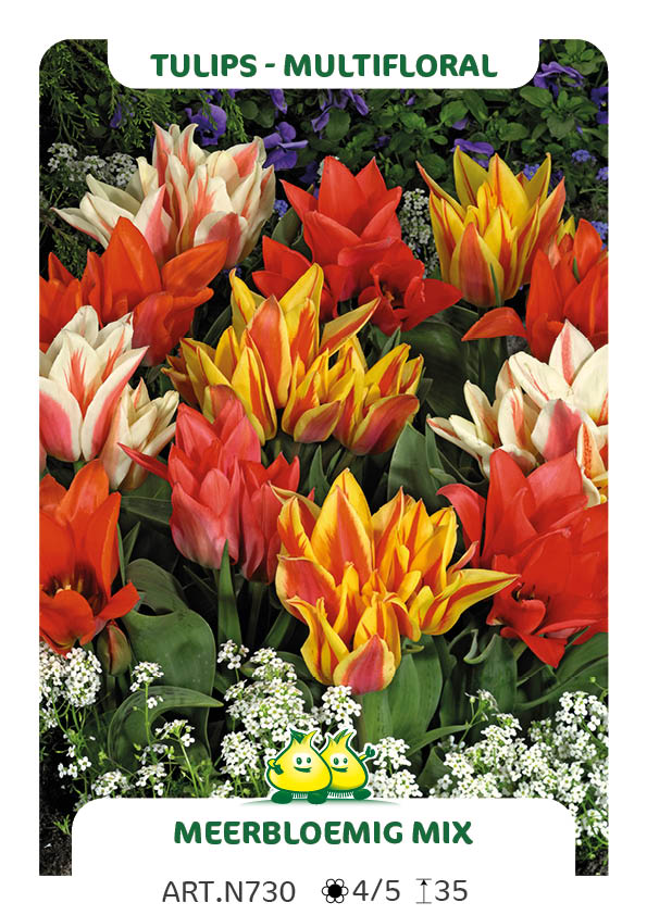 Tulp Mix Meerbloemig Multiflores