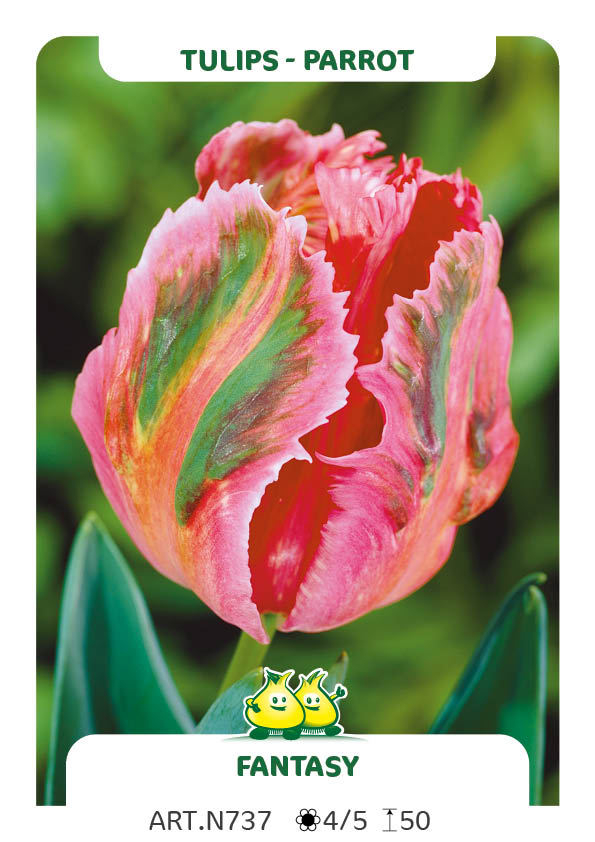 Tulp Fantasy