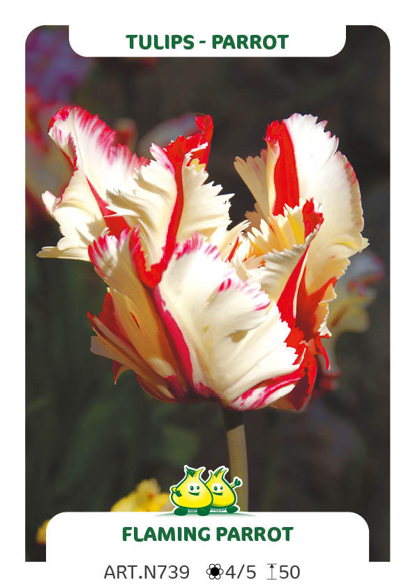 Tulp Flamming Parrot